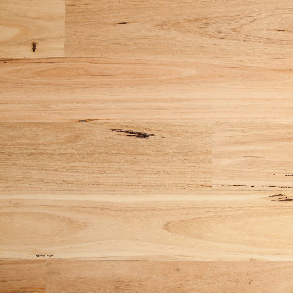 Blackbutt / Smooth